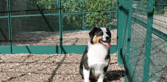 Berger australien dans un enclos pour chien