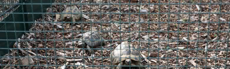 Enclos Tortues