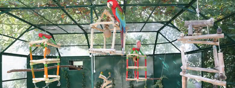 Oiseaux Oiseaux