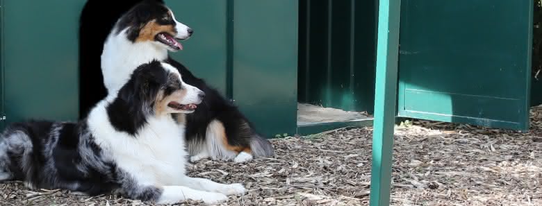 Élevages Chiens