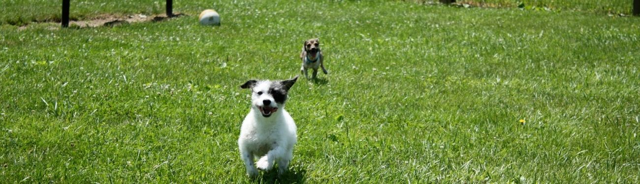 Parcs pour petits chiens Parcs pour petits chiens