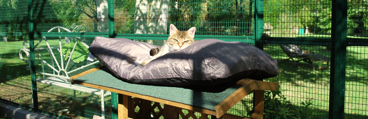 Abri Pour Chat Cage Exterieure Voliere Pour Chat Colony And Co