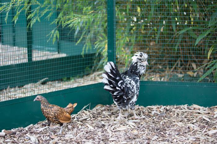 poule-2-_700_