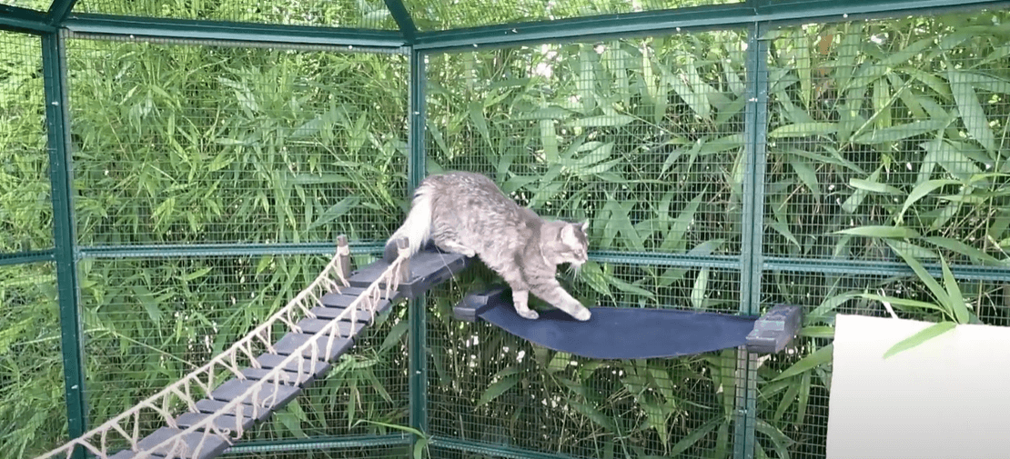Enclos pour chat avec pont et arbre à chat