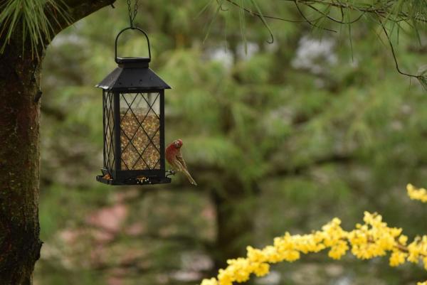 Reconnaître et attirer les oiseaux dans votre jardin