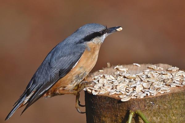 Bien nourrir vos oiseaux toute l'année