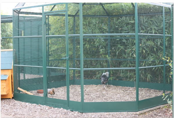 Comment accueillir des poules dans mon jardin ?