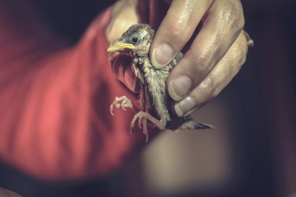 Comprendre et traiter le picage chez les oiseaux