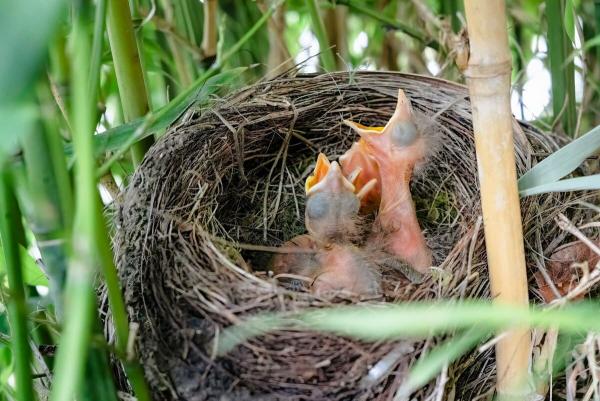 Découvrir la reproduction des oiseaux : accouplement, œufs et naissance décryptés