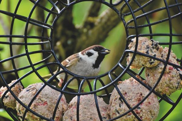 Fabriquer des boules de graisse pour les oiseaux : une recette maison simple