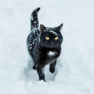 Quelle température peut supporter un chat ?