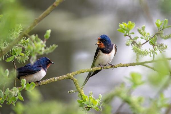 Tout savoir sur le comportement des oiseaux : guide complet