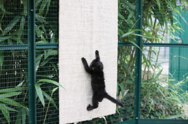 Comment aménager un enclos pour chat ?