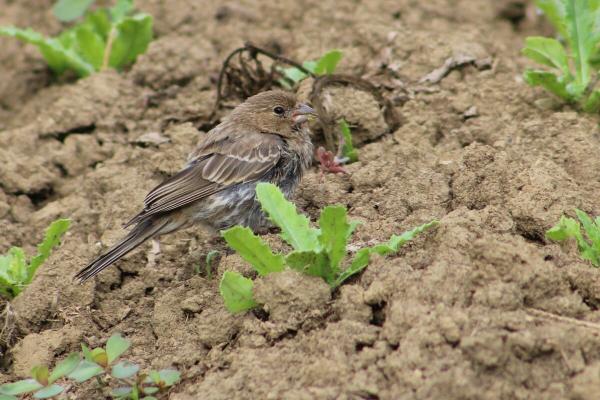 Pourquoi les oiseaux se baignent-ils dans la poussière ? - Nos explications