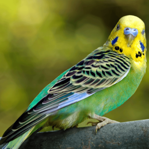 Durée de vie perruche : combien de temps vit-elle vraiment et comment la prolonger