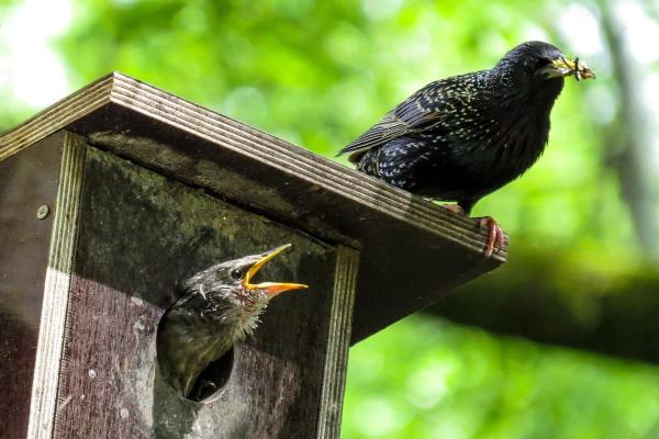 Comment protéger les oiseaux : guide complet pour les jardiniers