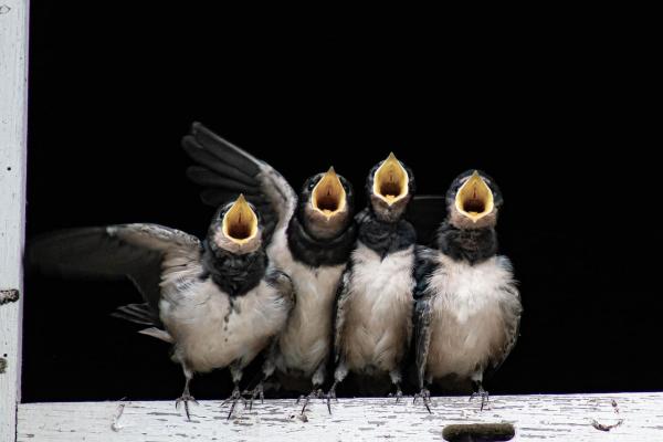 Pourquoi les oiseaux chantent ? Signaux, saisons et secrets du chant expliqués simplement