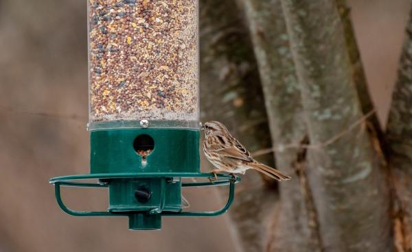 Concevoir votre propre mangeoire à oiseaux : guide pratique