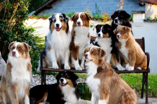 Top 5 des races de chiens préférées des français
