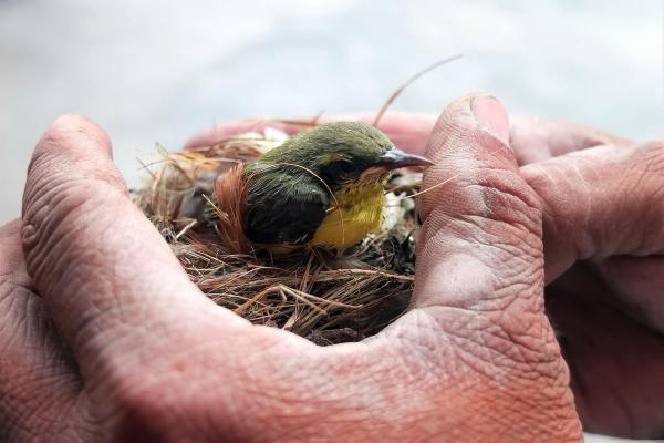 Comment réagir et soigner un oiseau blessé