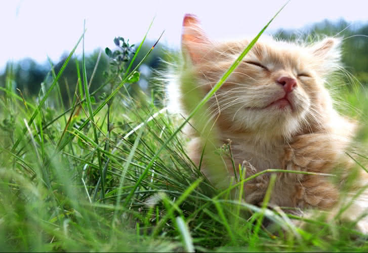 Enclos Exterieur Pour Chats Montecristo Cage Parc A Chat Exterieur Colony Co Enclos Exterieur Pour Chats Montecristo Cage Parc A Chat Exterieur Colony Co
