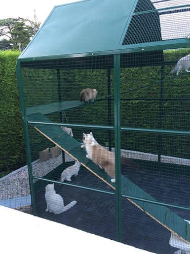 Enclos De Jardin Pour Chats Bella Colony Co