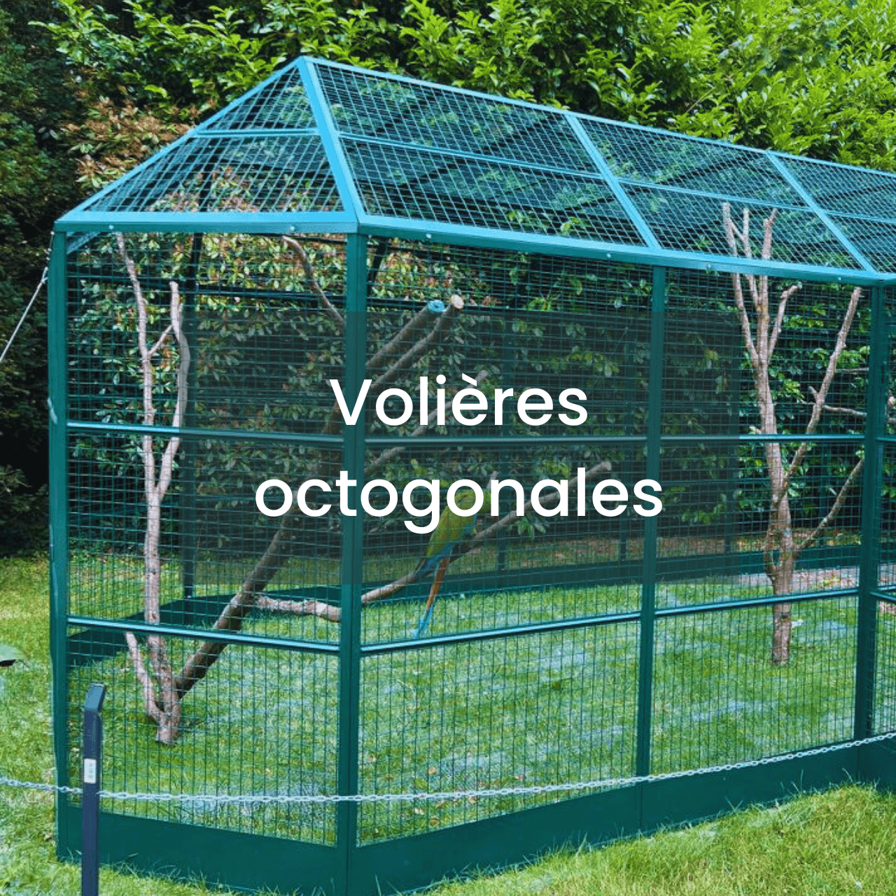 voliere_octo_HD
