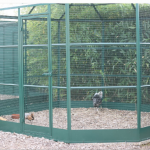 Comment accueillir des poules dans mon jardin ?