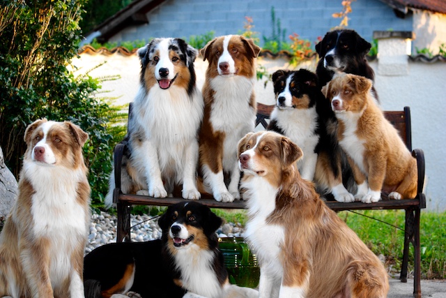 Berger australien, golden retriever, berger belge… Quelles sont