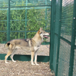 Top 5 des races de chiens préférées des français