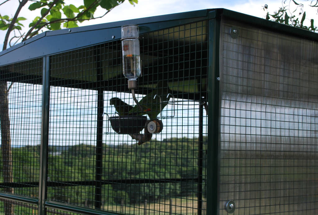 Comment choisir une cage pour vos oiseaux ? - Blog Colony Perroquet