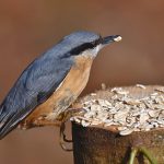 Bien nourrir vos oiseaux toute l'année