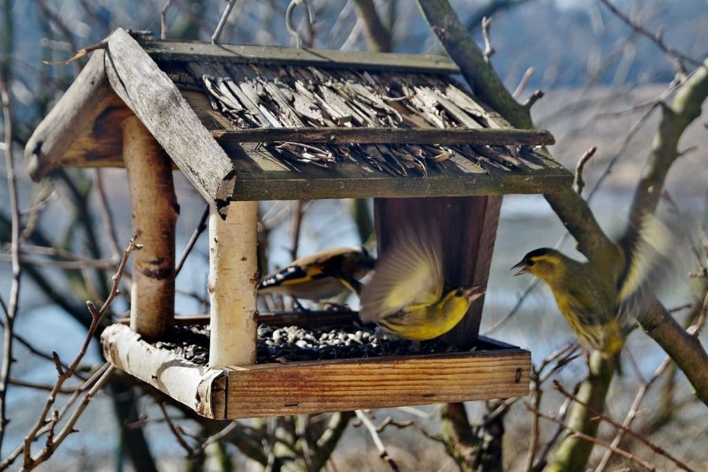 comment protéger les mangeoires des gros oiseaux