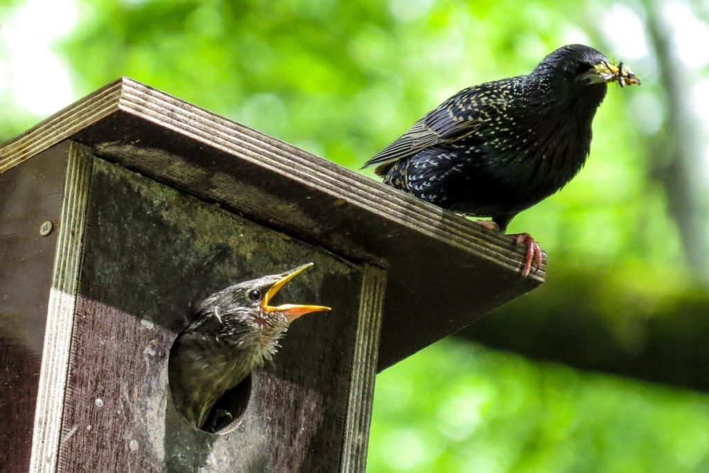 comment protéger les oiseaux ?
