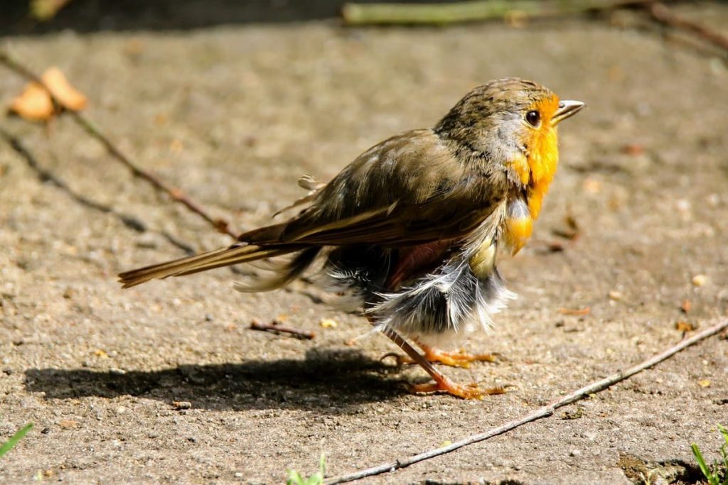 comment savoir si un oiseau est en train de mourir