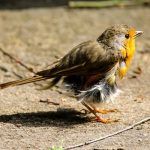 Comment détecter les maladies graves chez votre oiseau