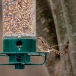 Concevoir votre propre mangeoire à oiseaux : guide pratique