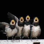 Pourquoi les oiseaux chantent ? Signaux, saisons et secrets du chant expliqués simplement
