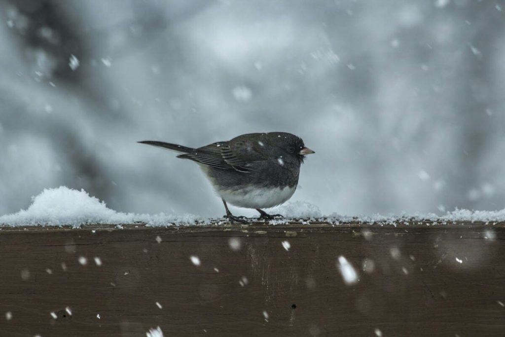 comment protéger les oiseaux du froid