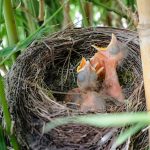 Découvrir la reproduction des oiseaux : accouplement, œufs et naissance décryptés