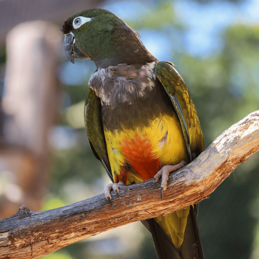 Conure de patagonie