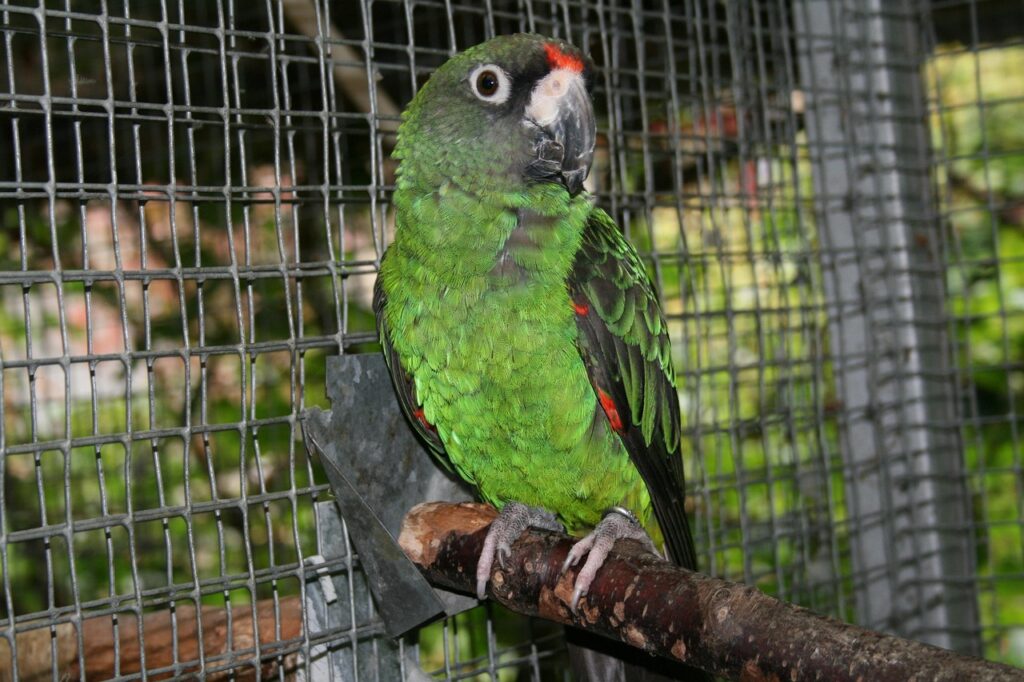 Poicephalus gulielmi