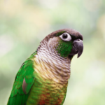 Conure de molina : apprivoiser une perruche à joues vertes tendre et vive