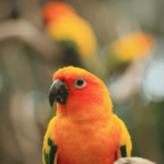 Conure à tête rouge : guide complet pour comprendre, soigner et créer un lien fort