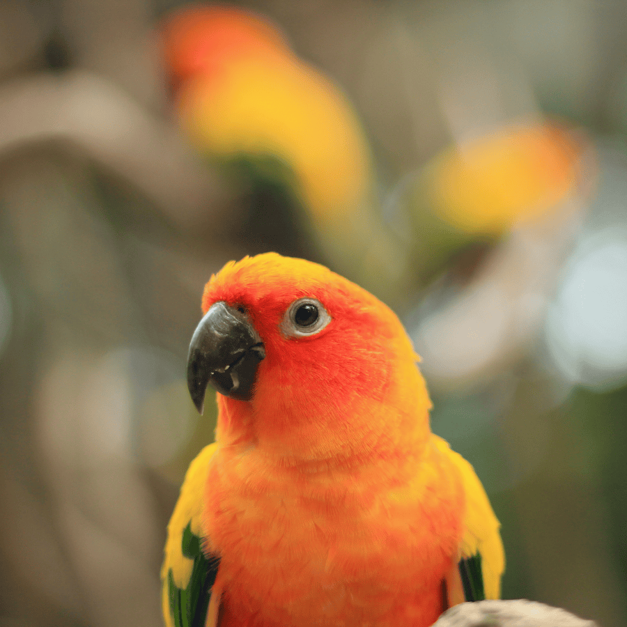 conure à tête rouge