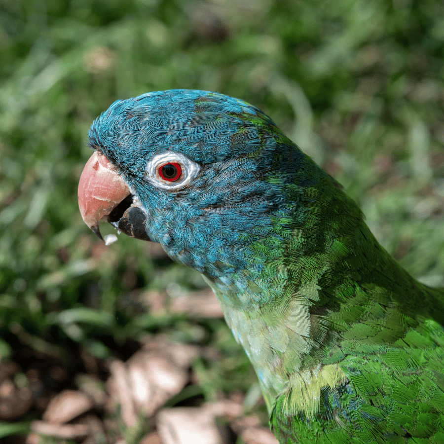 conure bleu