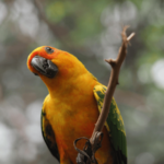 Conure soleil : guide complet pour un oiseau heureux, apprivoisé et épanoui