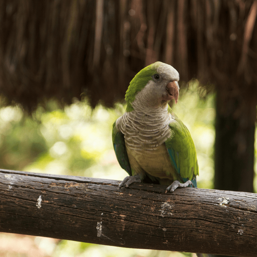 conure veuve