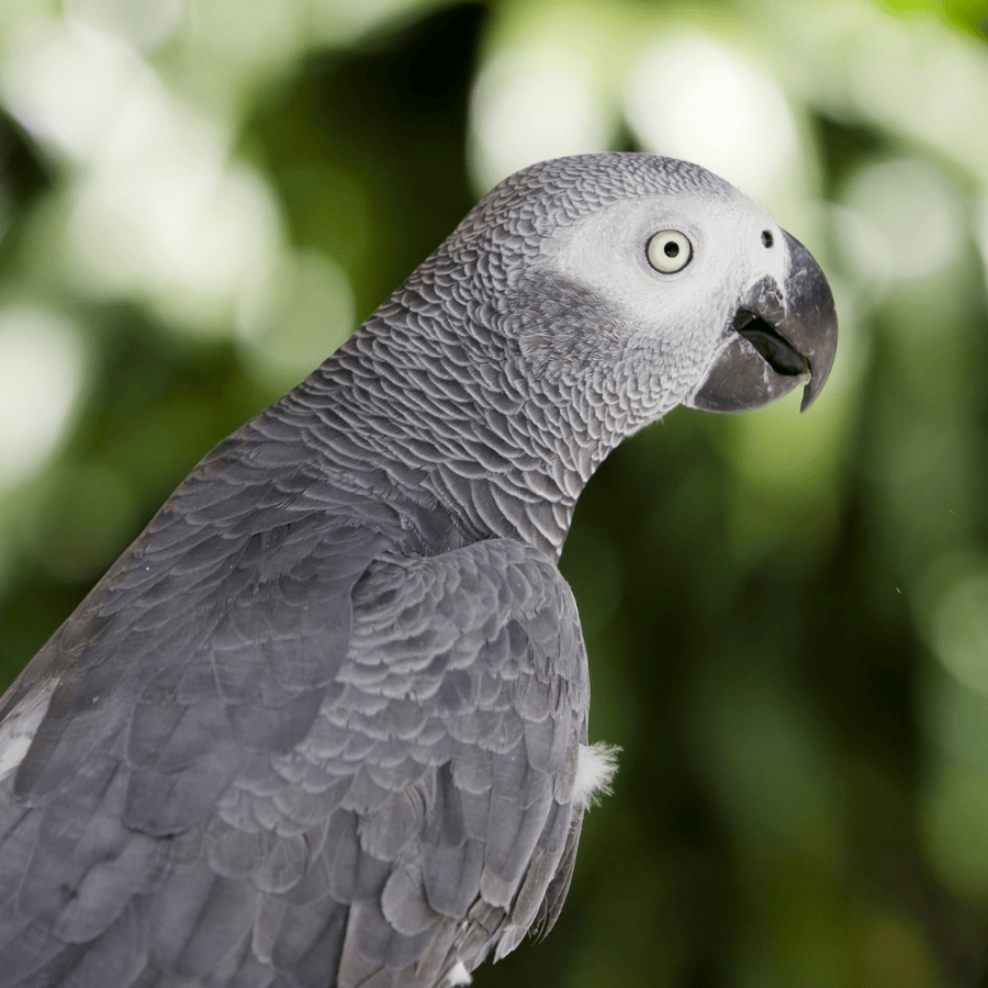 gris du gabon