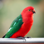 Perruche royale : soins, alimentation et habitat pour un oiseau épanoui et coloré